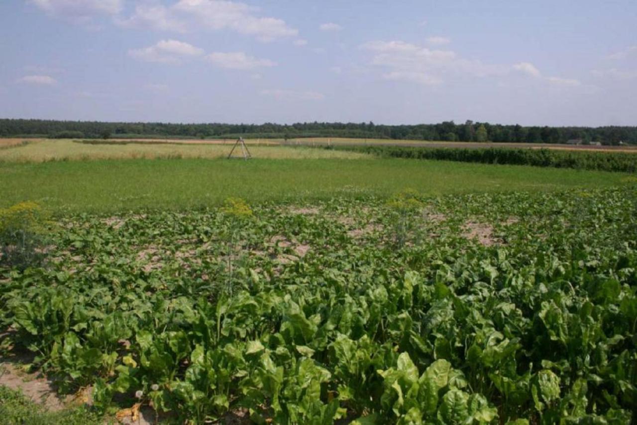 Agroturystyka Pod Modrzewiem Baltow Kültér fotó